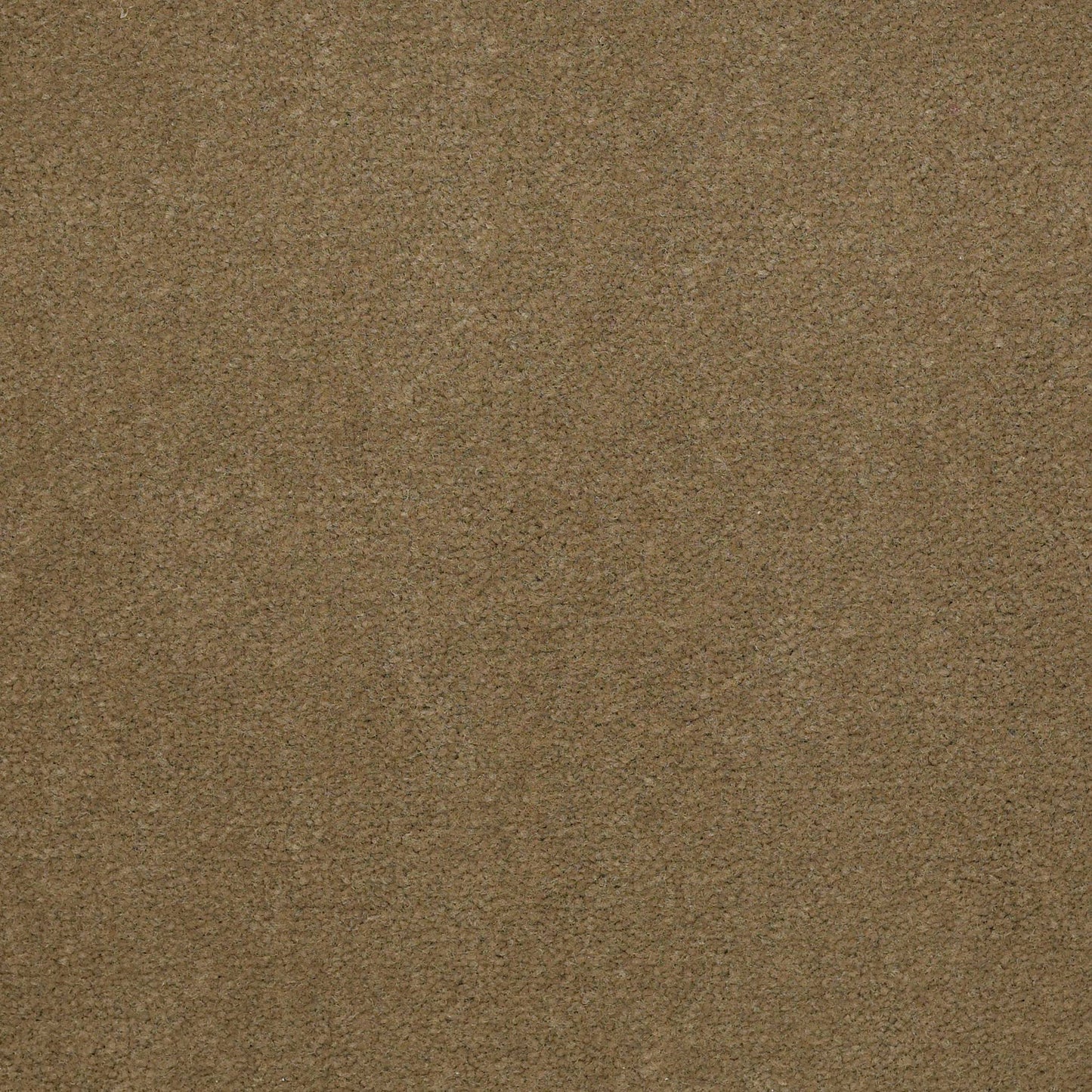 CUT PILE SOLID