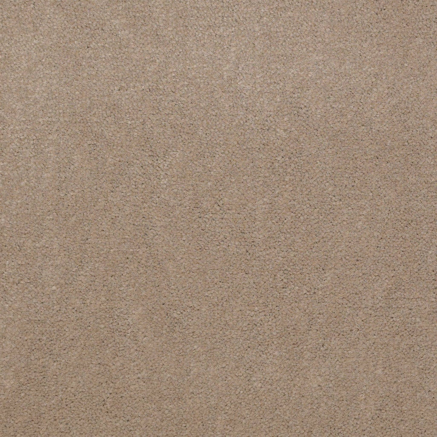CUT PILE SOLID