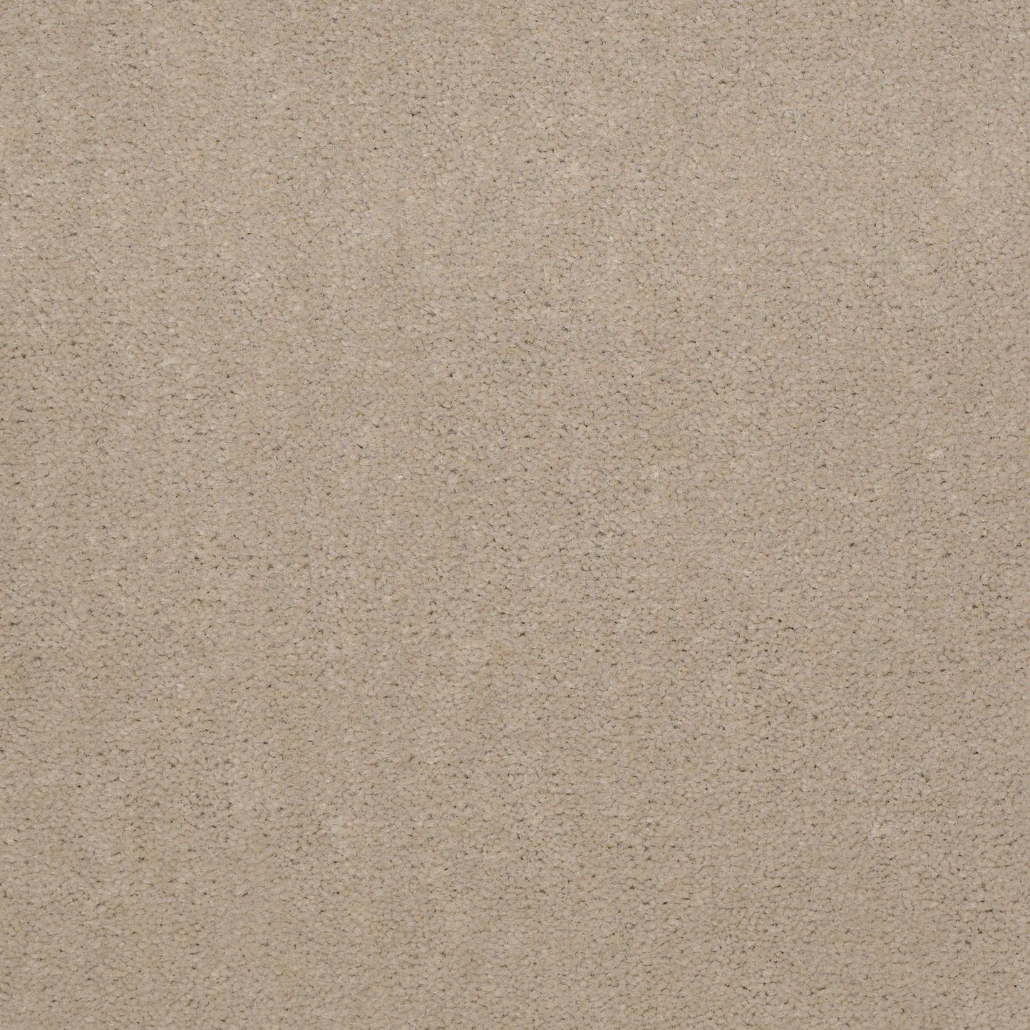 CUT PILE SOLID