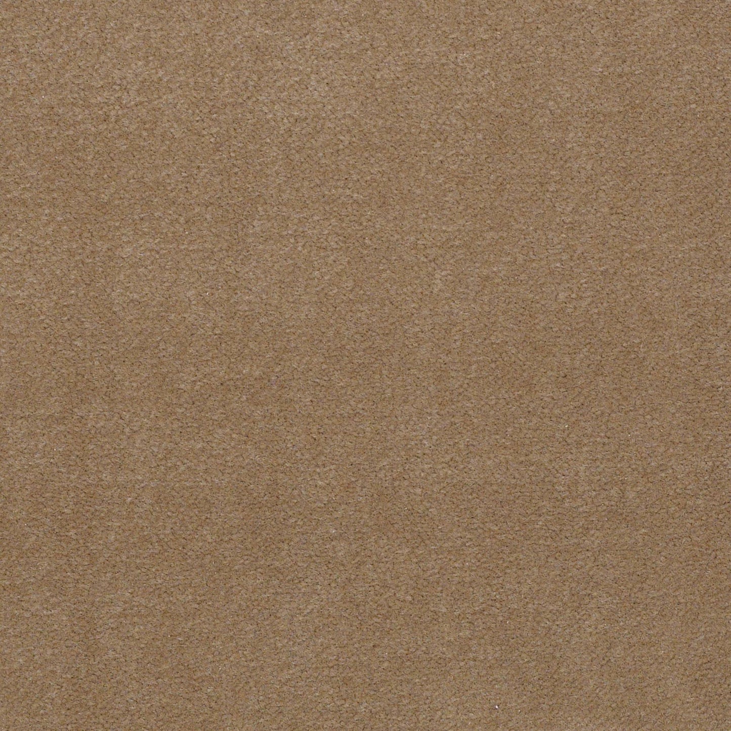 CUT PILE SOLID