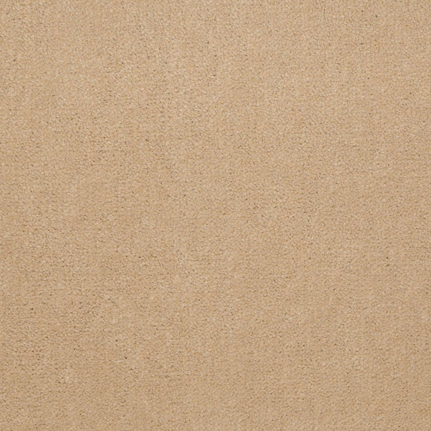 CUT PILE SOLID