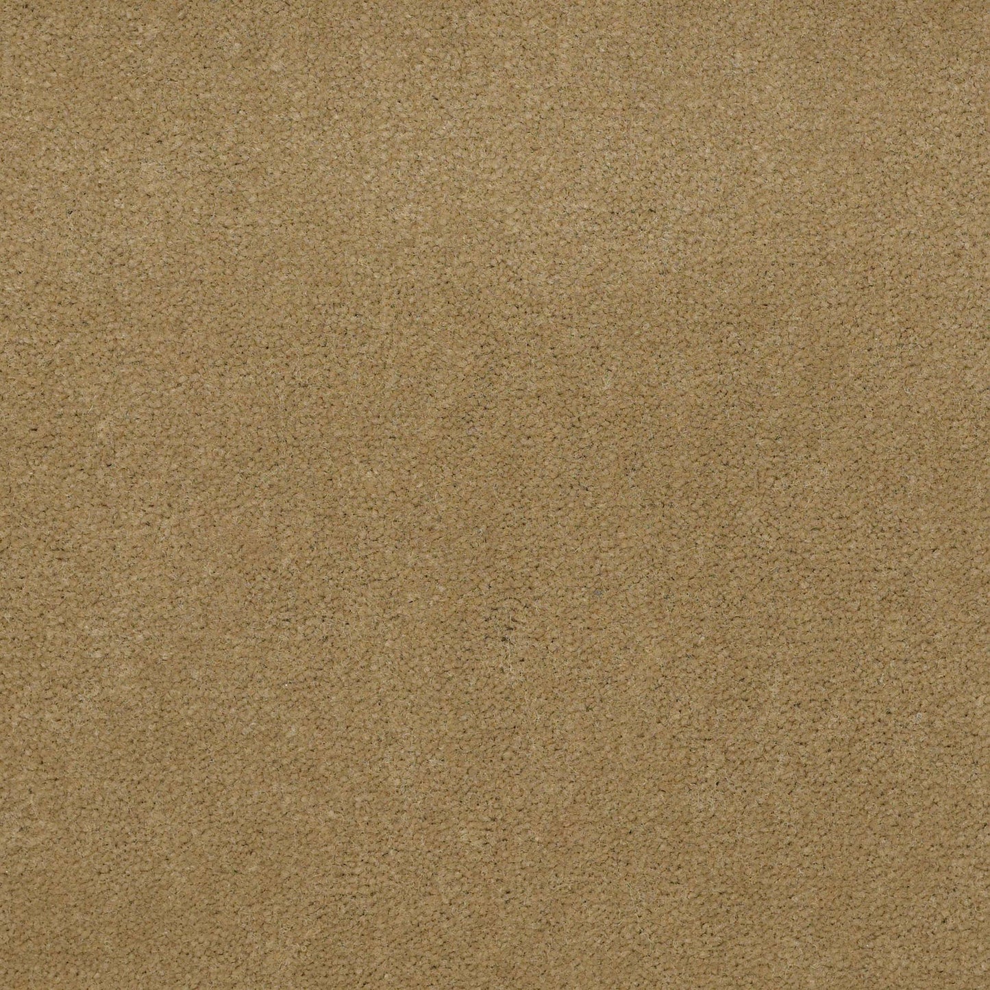 CUT PILE SOLID