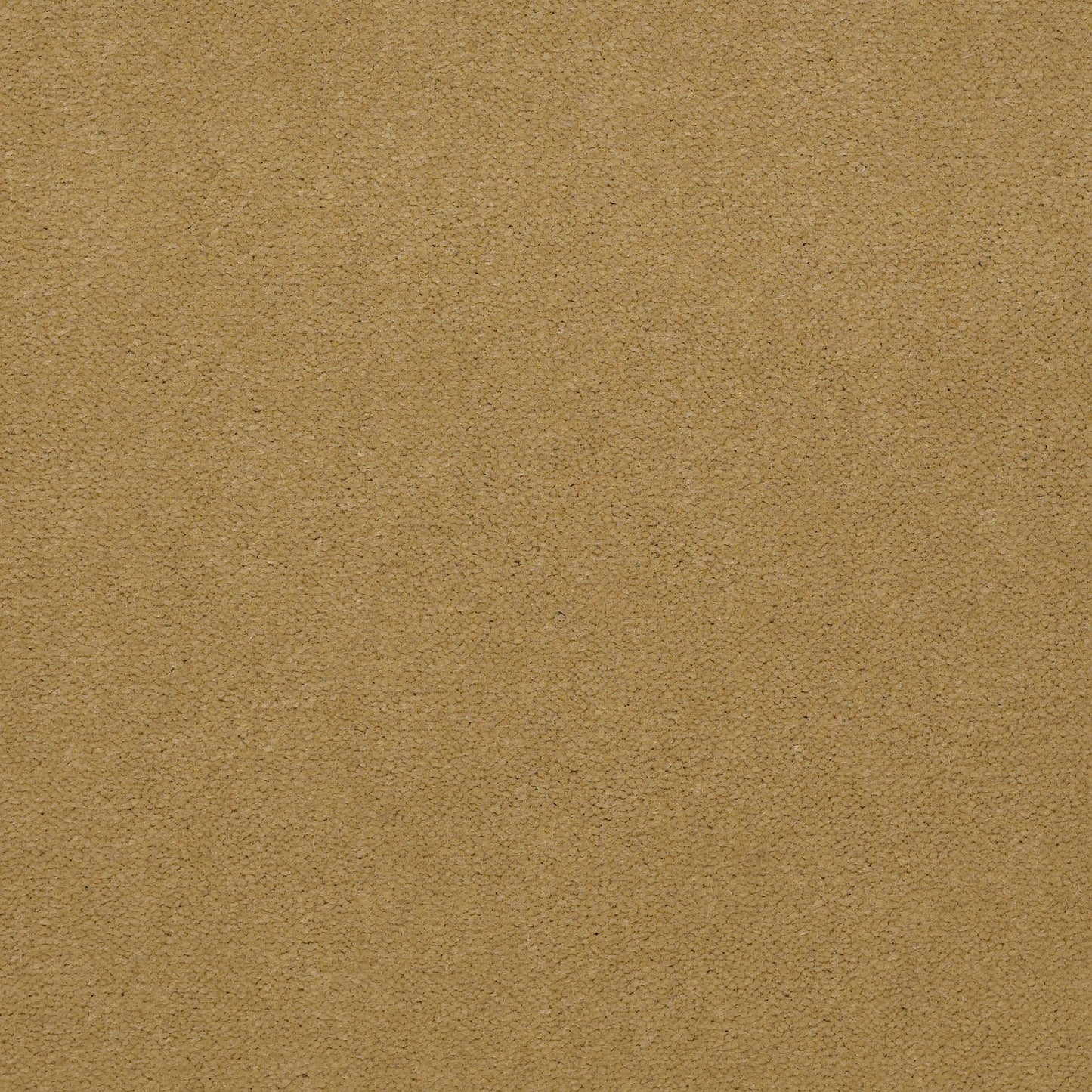 CUT PILE SOLID