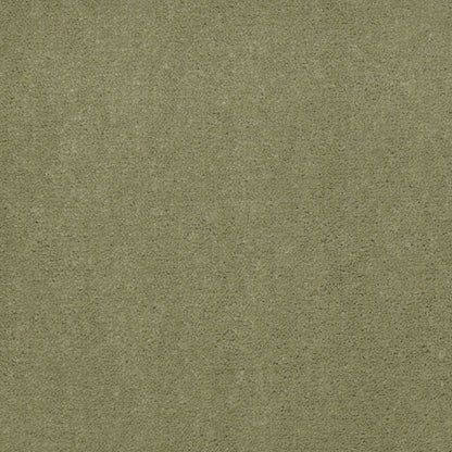 CUT PILE SOLID