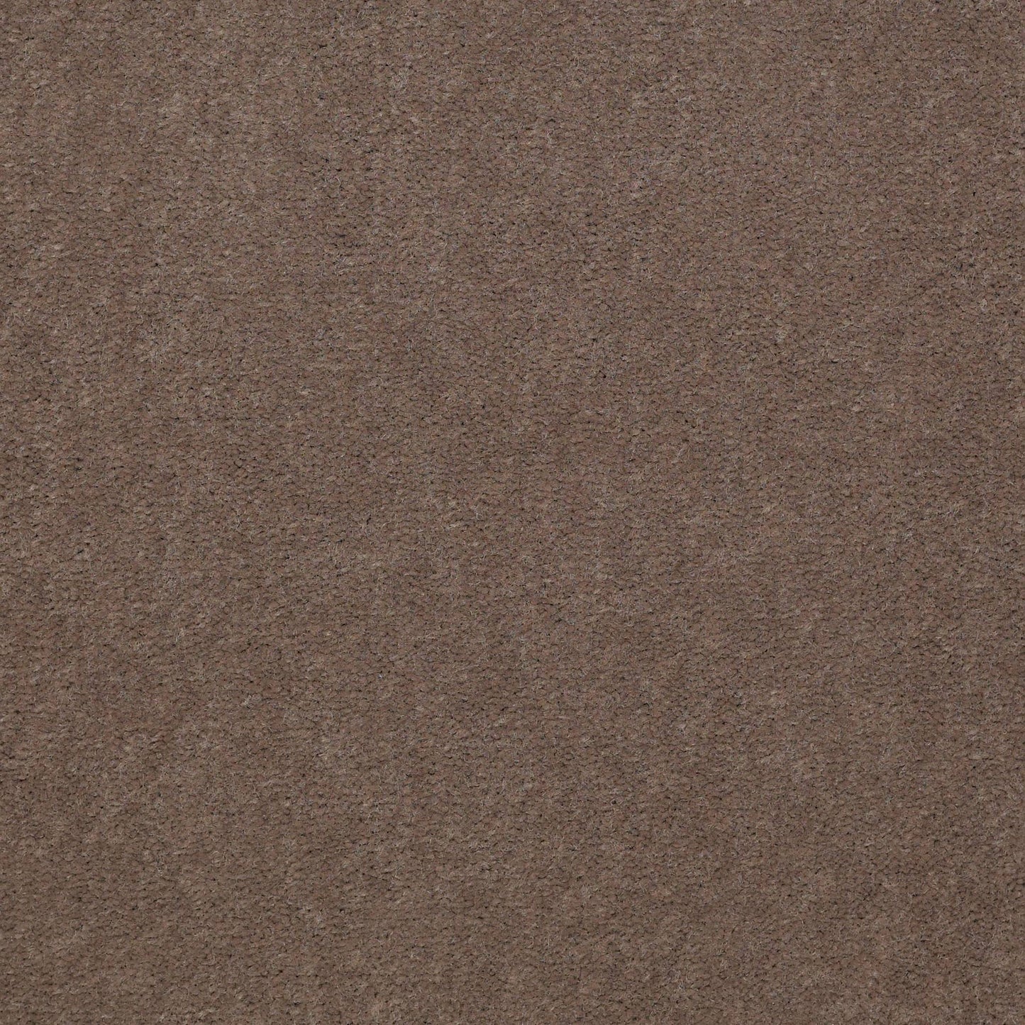 CUT PILE SOLID